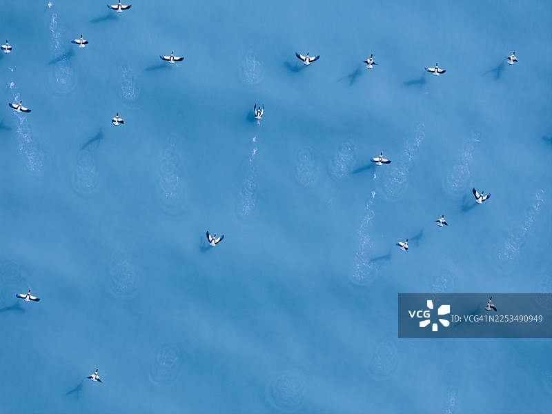 黄河/山东，中国上空飞翔的大雁航拍鸟瞰图图片素材