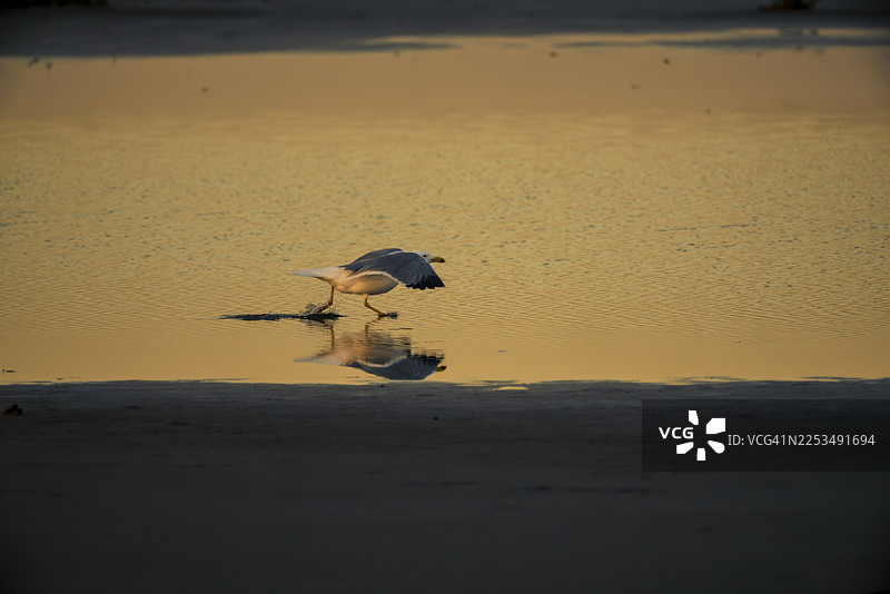 极简主义野生动物摄影：黄昏时分平静的海水中海鸥的倒影图片素材