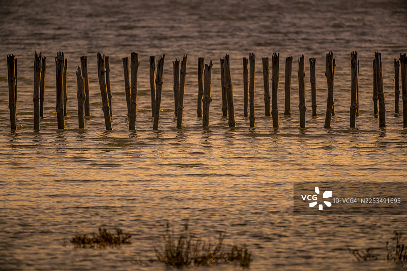 极简海岸风光：金色时段的木桩排图片素材