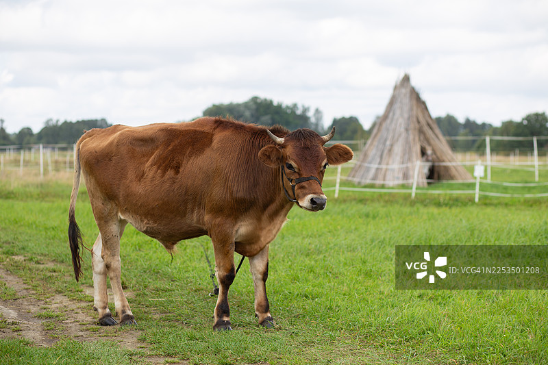 棕色的奶牛在绿色的牧场上吃草，乡村农场动物在户外图片素材