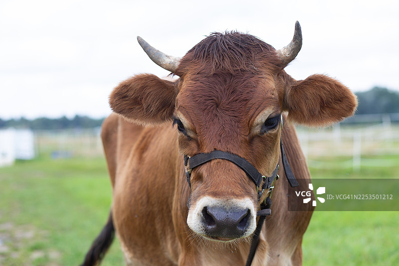 棕色的牛在绿色的牧场上吃草，乡村农场动物在户外图片素材
