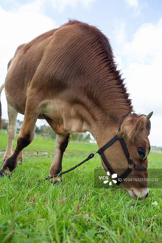 棕色的奶牛在绿色的牧场上吃草，乡村农场动物在户外图片素材