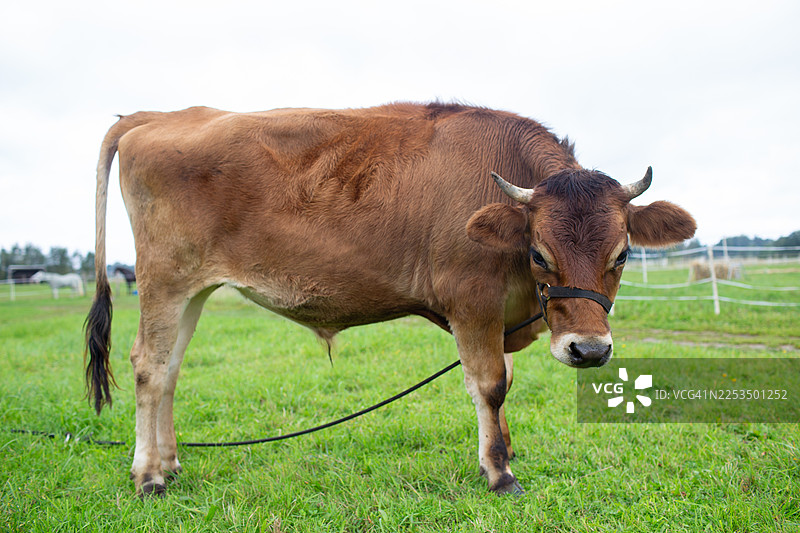 棕色的牛在绿色的牧场上吃草，乡村农场动物在户外图片素材