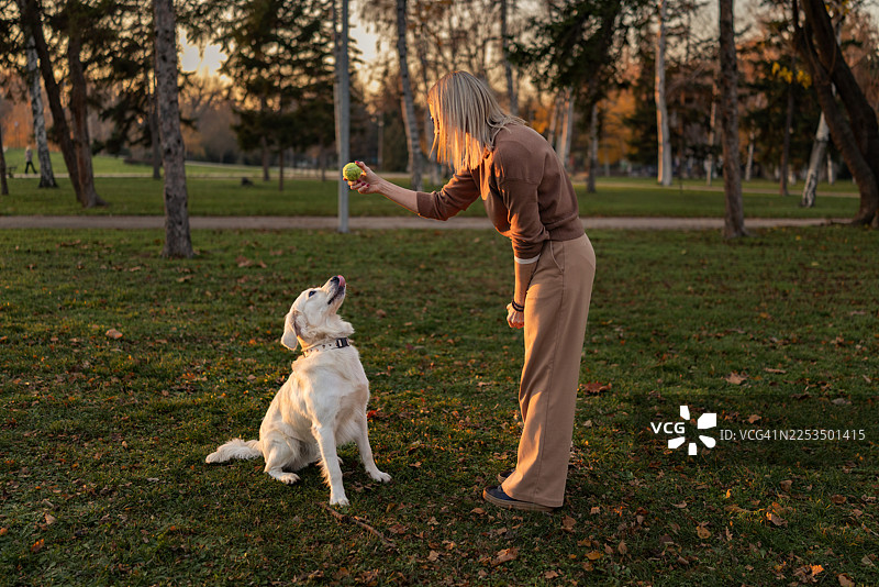 秋日午后，一位美丽的轻熟龄女性在公园与她的金毛寻回犬玩耍。图片素材