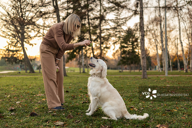 秋日午后，一位美丽轻熟的女在公园里与她的金毛寻回犬玩耍。图片素材