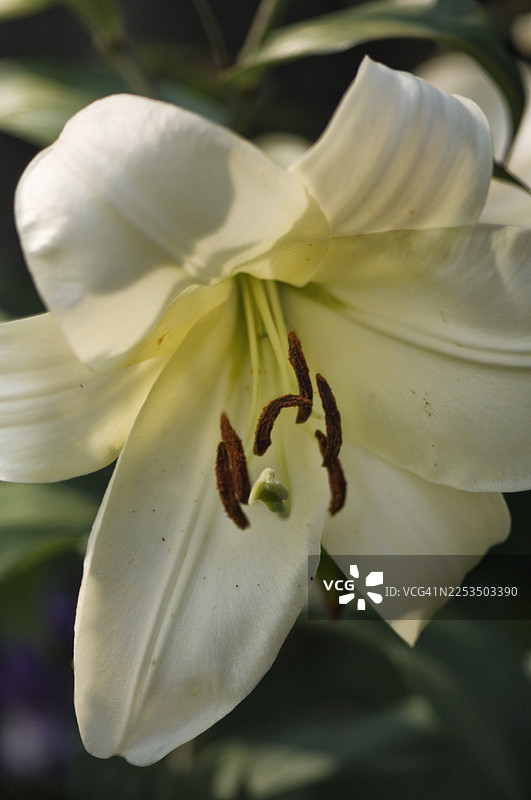 夏季花园中的奥里恩佩特树百合奥拉尼亚花图片素材
