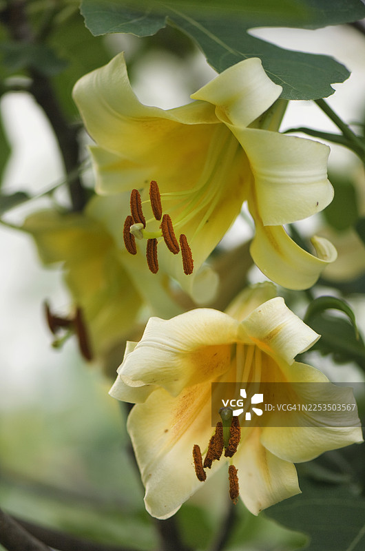 奥里恩佩特树 '康卡多尔' 东方百合图片素材