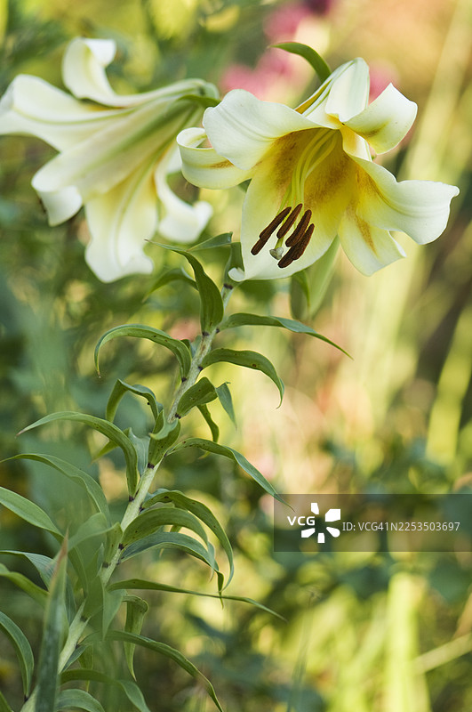 奥里恩佩特树木百合 '孔卡多尔'图片素材