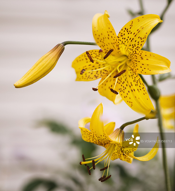 黄色的莱昂氏百合花和花蕾图片素材