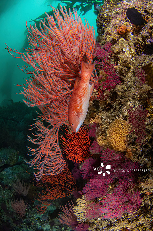 anacapareefJul27-25图片素材