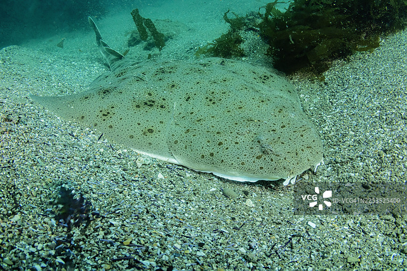 天使鲨2024年6月20-25日图片素材