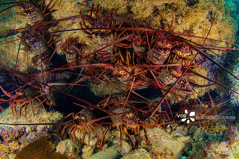 龙虾 6月20-25日图片素材