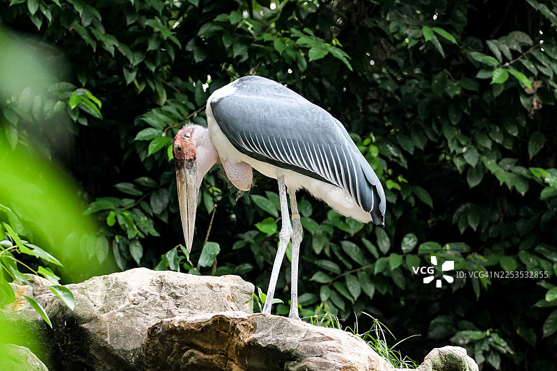 新加坡鸟类公园里的马拉布鹳图片素材
