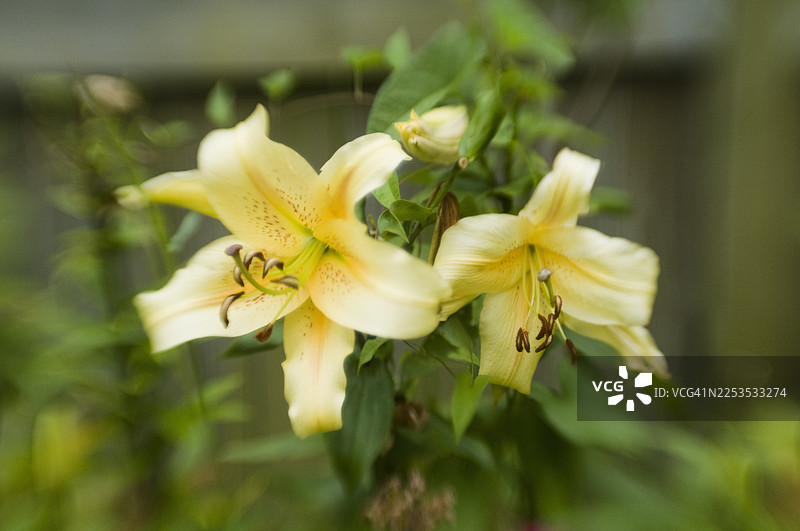 东方百合树 '奥拉尼亚'，绽放的花朵图片素材