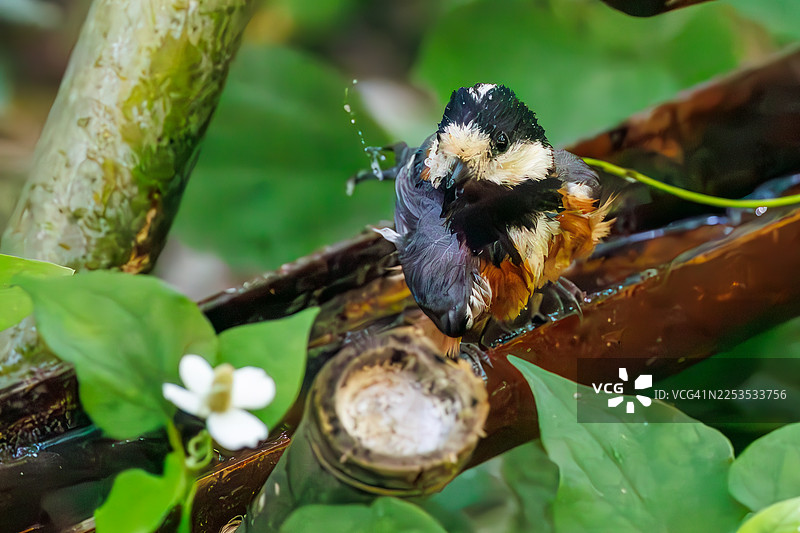 一只可爱的变色山雀(学名:Sittiparus varius,山雀科)正在扇动翅膀飞离。鱼薄荷、蜥蜴尾巴、蕺菜(鱼腥草)花。在水盆中沐浴。神奈川县秦野市的权现山、子母山公园的鸟类保护区。图片素材