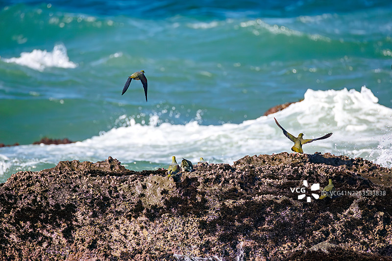 一群美丽的腹绿鸠(Treron sieboldii)从山林飞入海浪,在神奈川县大矶町照崎海岸(Oiso Town, Naka gun, Kanagawa, Japan)的海水中摄取矿物质 - 2025图片素材