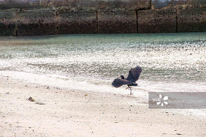 太平洋白鹭(Egretta sacra)正在冲绳阿嘉岛的米富纳海滩扇动翅膀飞离。这是一个热带天堂般的偏远岛屿。庆良间群岛,岛尻郡 - 2025图片素材