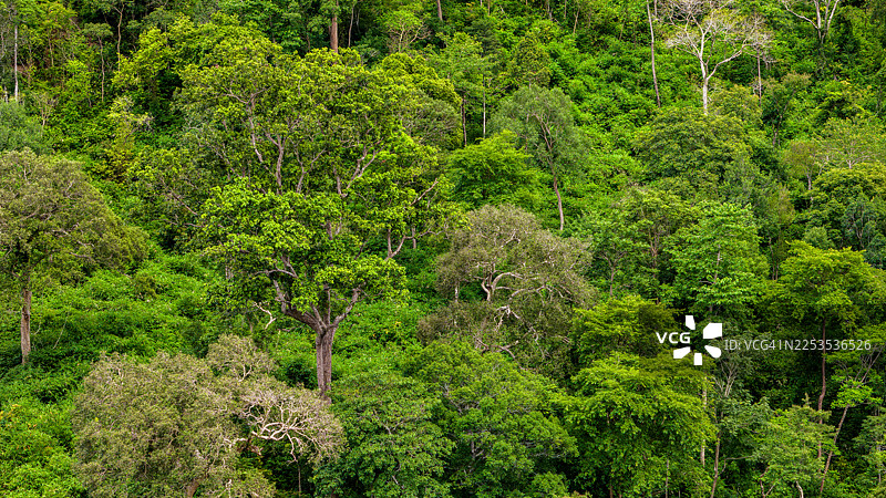 郁郁葱葱的绿色丛林树木形成茂密而充满活力的树冠图片素材