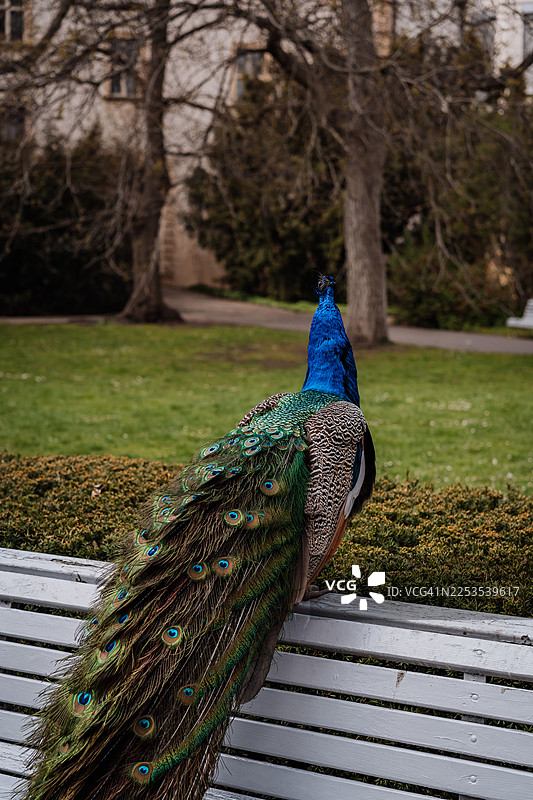 一只色彩鲜艳的孔雀栖息在公园长椅上，在自然的户外环境中展示其华丽的羽毛图片素材