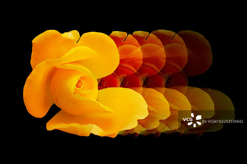 黑色背景上黄色玫瑰的抽象多重曝光，传达动感与艺术之美图片素材