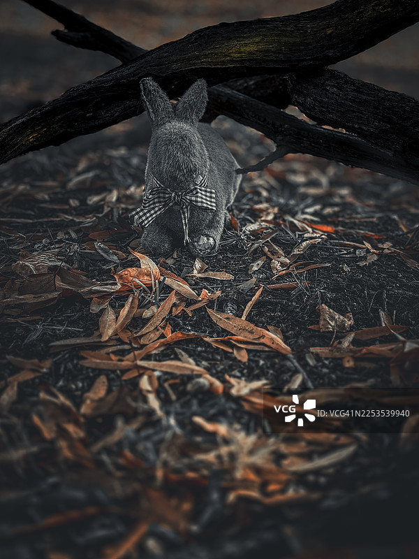 一个戴着领结的玩具兔子躺在落叶和深色树枝中，营造出忧郁而神秘的氛围图片素材