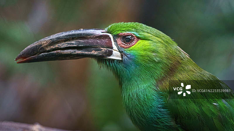 一只色彩鲜艳的绿冠簇距䴕的特写侧面照，它有着巨大的喙，正栖息在户外图片素材