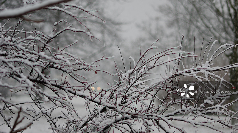 冬日雪景中覆盖着雪的树枝特写，营造出寒冷与宁静的氛围图片素材