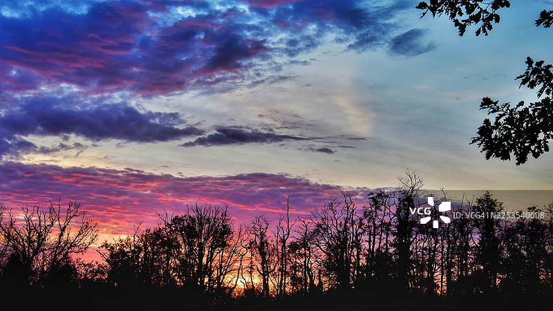 夕阳映照下，剪影树木的戏剧性低角度视图图片素材