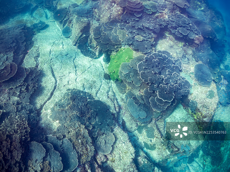 鹿角珊瑚（Acropora Solitaryensis）群体，蓝雀鲷（Pomacentrus coelestis），黄褐龙鳍鱼（Thalassoma lutescens），丘比特龙鳍鱼（Thalassoma cupido），斑纹彩虹鱼（Halichoeres tenuispinis）等。图片素材