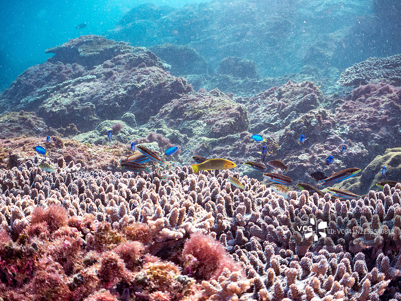 表珊瑚，鹿角珊瑚属，独居群落。天宫雀鲷，蓝雀鲷，黄褐锦鱼，锦绣锦鱼，斑纹彩虹鱼，以及其他。图片素材
