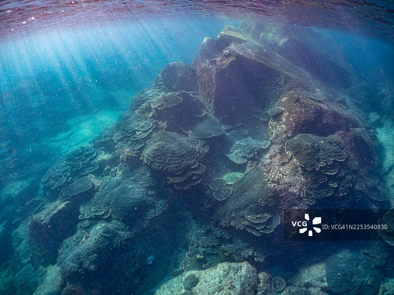 桌形珊瑚（Acropora Solitaryensis）群落。蓝雀鲷（Pomacentrus coelestis）、黄褐本科鱼（Thalassoma lutescens）、丘比特本科鱼（Thalassoma cupido）、斑纹彩虹鱼（Halichoeres tenuispinis）等。图片素材