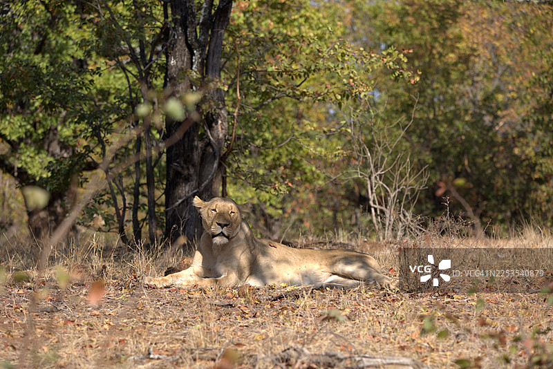 一只雄伟的母狮在非洲干燥的草地上，斑驳的阳光下休憩图片素材
