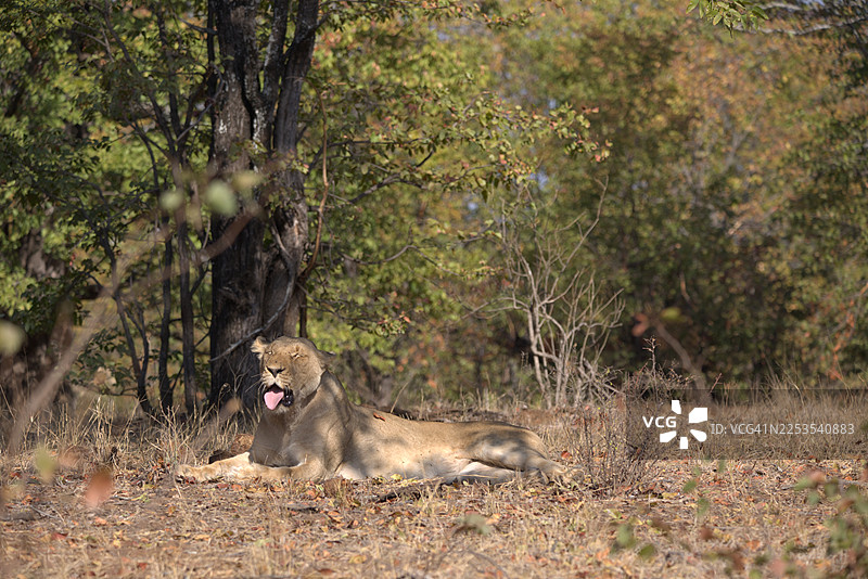 一头母狮子在森林的干地上休息，伸出舌头打着哈欠图片素材