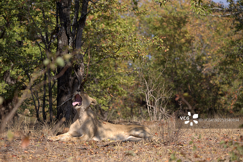 母狮在非洲荒野的阴凉处干草地上休息时打哈欠图片素材