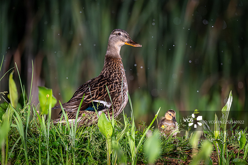 一只母鸭和她的小鸭子站在郁郁葱葱的绿草地上，空中飘着水滴。图片素材