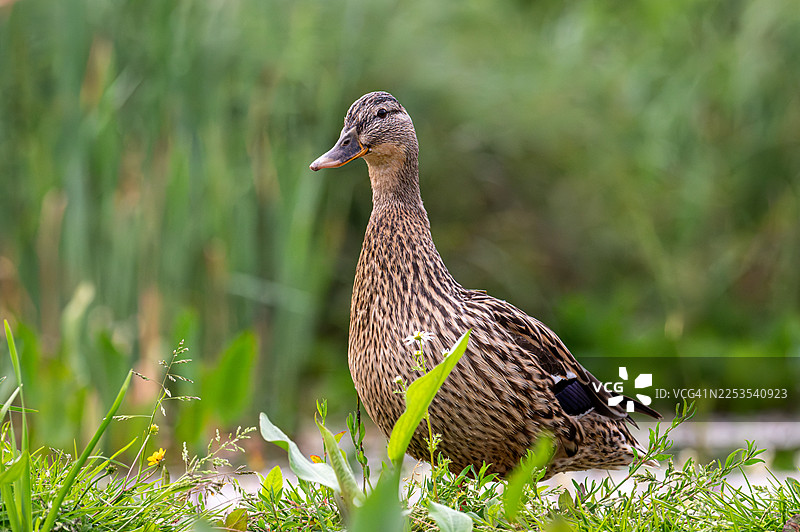 特写：一只野鸭站在茂密的绿色草丛和树叶中图片素材