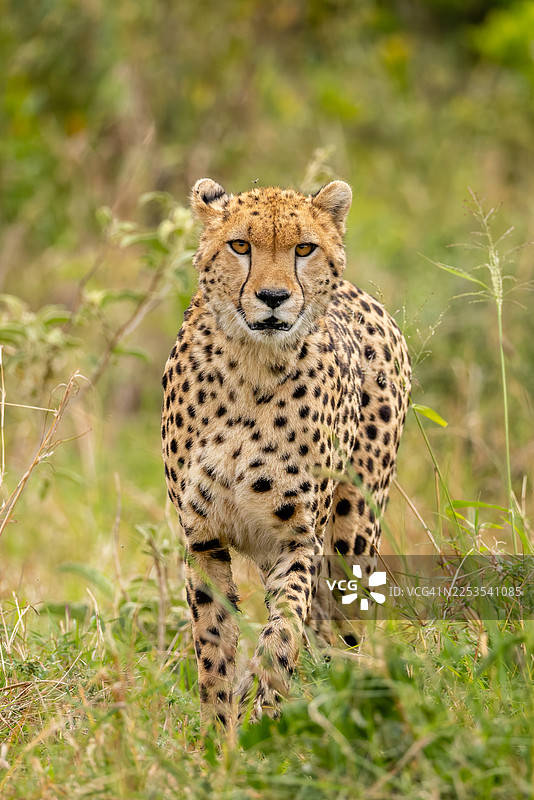 在野外，一只猎豹走在高高的草丛中，这是一幅肖像照。图片素材