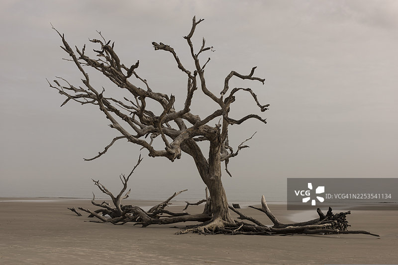 沙滩上孤零零的枯树，背景是阴沉的天空，戏剧性的景致图片素材