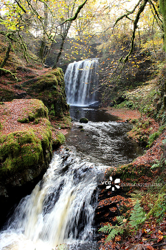 秋季，瀑布倾泻而下，穿过长满青苔的茂密森林，五彩斑斓的落叶散落在地上，英国贝尔斯班的达尔凯尼路风景。图片素材