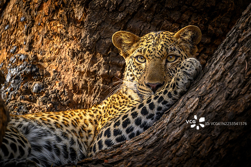 一只雄伟的豹子躺在树干上休息，眼神专注地凝视着镜头图片素材