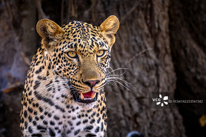 一只张着嘴的豹子的特写肖像，它正站在自然森林环境中图片素材