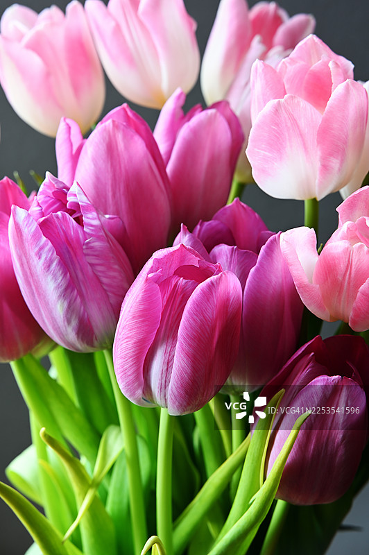 深色背景下，粉色和紫色郁金香与绿色茎秆组成的鲜艳花束的特写，展现出春天的美丽与清新图片素材