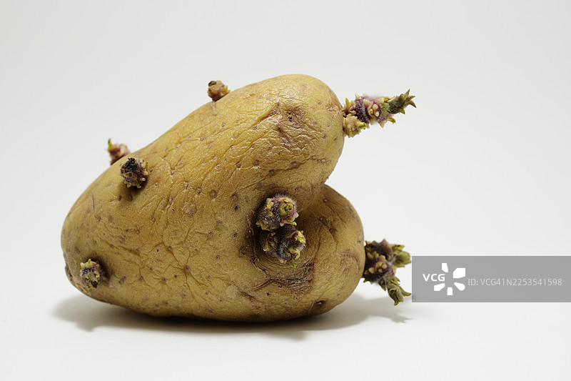 白色背景下发芽土豆的特写，象征着成长和新的开始图片素材