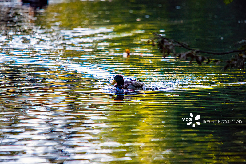 一只色彩斑斓的野鸭在波光粼粼的池塘中悠然游弋，映照出大自然鲜艳的绿色和蓝色调图片素材
