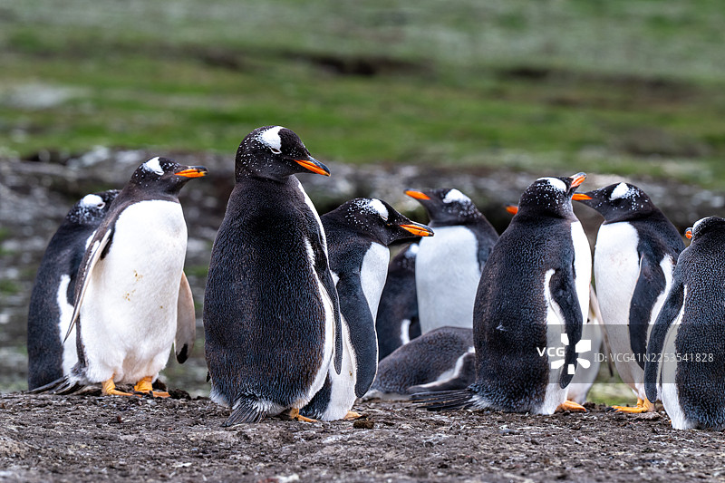 一群金图企鹅站立在岩石海岸上，背景是绿色的草地图片素材