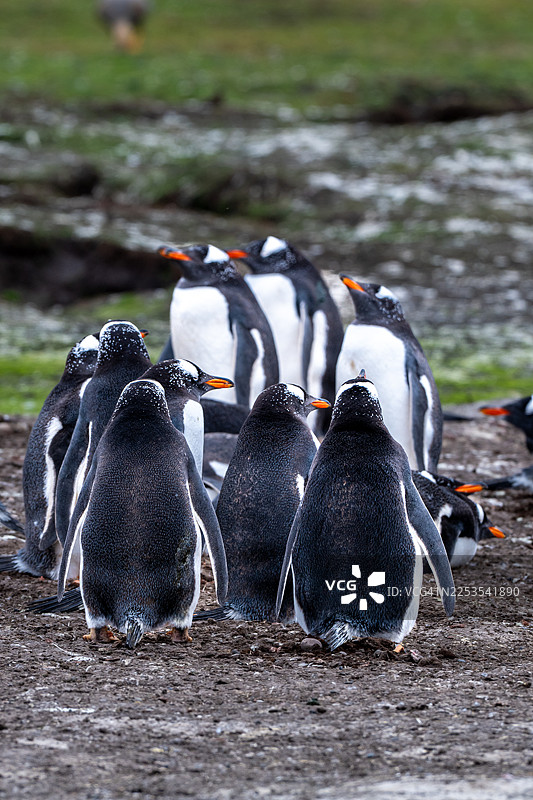 在福克兰群岛一个阴天的泥泞岸边，一群金图企鹅挤在一起，有些企鹅抬头望天。图片素材