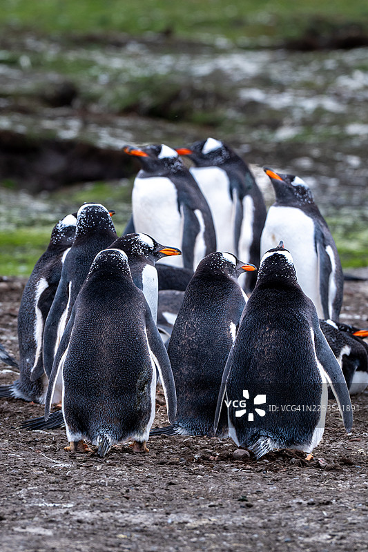 一群金图企鹅站立在泥泞的岸边，有些正眺望着远方的风景图片素材