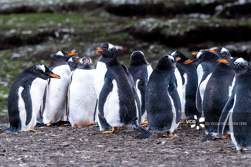 一群金图企鹅聚集在岩石海滩上，背景是绿色的植被图片素材