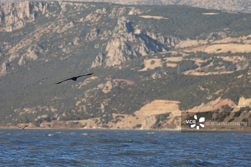 雄伟的山脉作为背景，鸟儿在海上翱翔图片素材