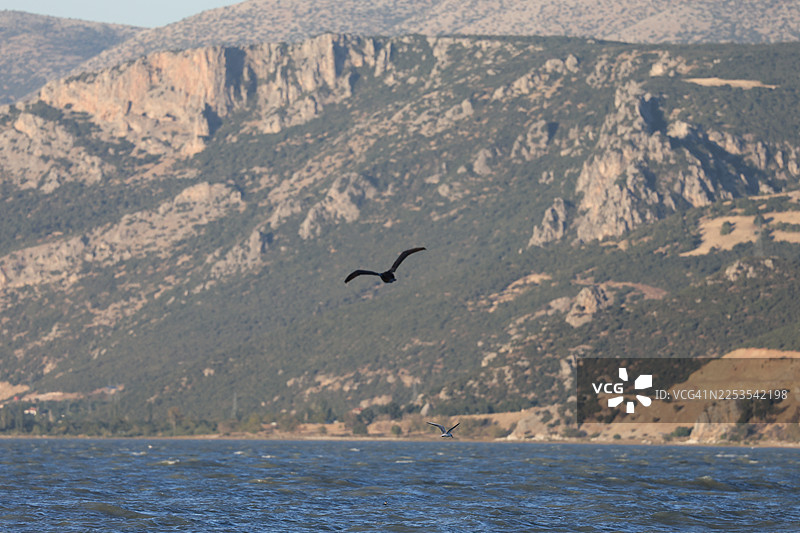 飞鸟掠过广阔水域，远方是连绵的山峦图片素材